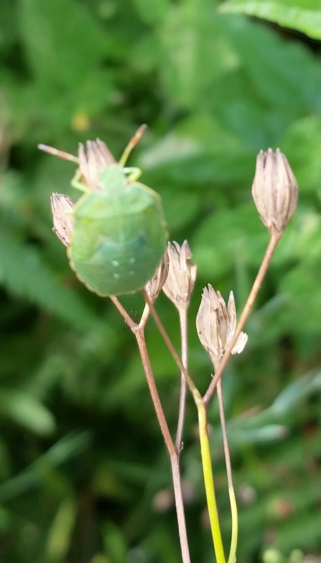 Cimice verde